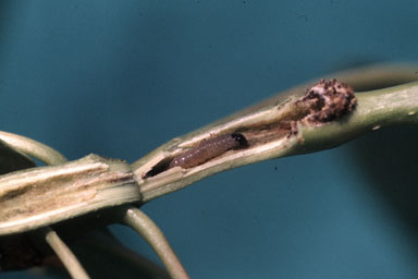 Cottonwood Twig Borer